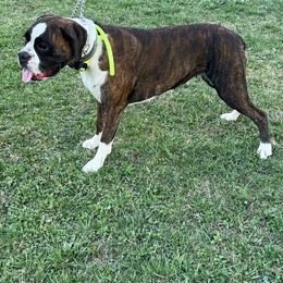 Daisy - Boxer