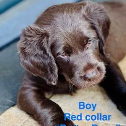 RED BOY - Chocolate male Labradoodle puppy in Franklinton, North Carolina from Green Acres Labradors