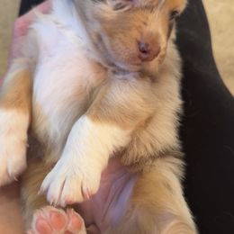 Australian Shepherd Puppies from Friendly Hills Aussies