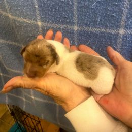 FRECKLES - Dapple female Dachshund puppy in Elizabethtown, Kentucky from Teeny Tiny Puppy Tails