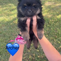 Pomeranian Puppies from Very Happy Ranch