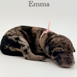 Emma - Merle female Goldendoodle puppy in Milford, Pennsylvania from Doodles Are Golden