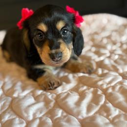 Skye - Black and tan female Dachshund puppy in Morristown, Tennessee from Hillside Hounds
