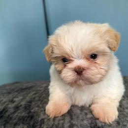 Male 2 - Cream and white male Shih Tzu puppy in Union City, Georgia from Chinx Puppy Songs