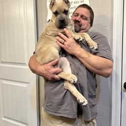 Cane Corso Puppies from Richline Kennel