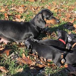 Dachshunds from christy` chandler