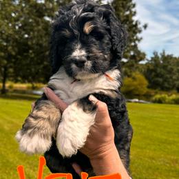 Venti - Tri-color male Bernedoodle puppy in St. James, Missouri from Backwoods Bernedoodles