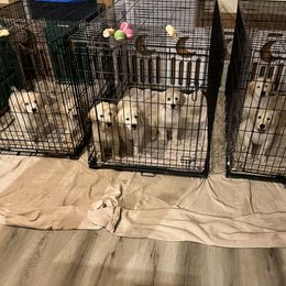 Golden Retriever Puppies from Mia Ragazza Golden Retrievers