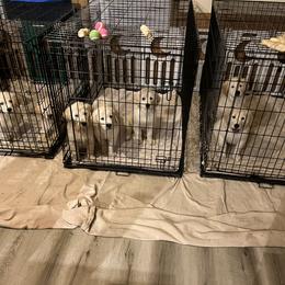 Golden Retriever Puppies from Mia Ragazza Golden Retrievers
