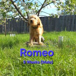 Romeo - Red male Labradoodle puppy in Genoa City, Wisconsin from Sakura Pups