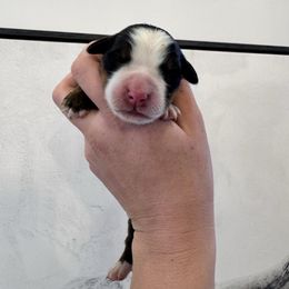 Sally - Black rust and white female Bernese Mountain Dog puppy in Enterprise, Utah from High Desert Bernese