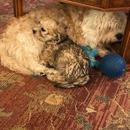 Dandie Dinmont Terrier Puppies from Richard Yoho