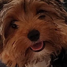 Morkies and Yorkshire Terriers from Cathy Burns