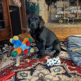 Labrador Retriever Puppies from Jungle Lake Labrador Lodge