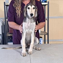Female 3 - Black and tan female Saluki puppy in Steamboat Rock, Iowa from River Valley Canines