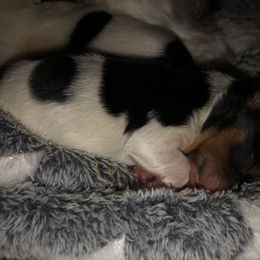 Yorkshire Terrier Puppies from MagnoliaYorkies