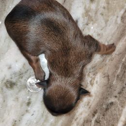 Yorkshire Terrier Puppies from Wendy's Yorkies