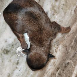 Yorkshire Terrier Puppies from Wendy's Yorkies