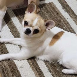Rhett - Chihuahua