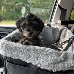 Harry - Sable Bernedoodle puppy in Paw Paw, Michigan from Ockerdoodle Puppies