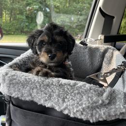 Harry - Sable Bernedoodle puppy in Paw Paw, Michigan from Ockerdoodle Puppies
