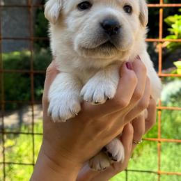 Maverick - Yellow male Labrador Retriever puppy in Auburn, California from Gold Country Chihuahuas
