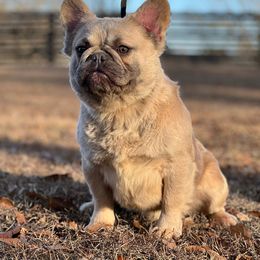 Mufasa - French Bulldog