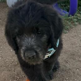 Benjamin Button King - Black male Goldendoodle puppy in Calhan, Colorado from Snowy Goldens LLC