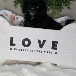 Kobe - Black and white male Cavapoo puppy in Seymour, Missouri from Fairview's Precious Pups