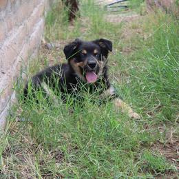 Griffon - Black male Australian Shepherd puppy in Sonoita, Arizona from Gardner Canyon Kennels