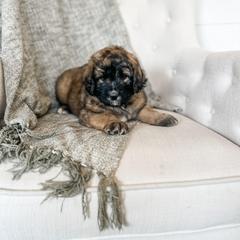 Girl 1 - female Saint Berdoodle puppy in Beaver, Utah from Rocky Ridge Ranch