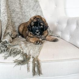 Girl 1 - female Saint Berdoodle puppy in Beaver, Utah from Rocky Ridge Ranch