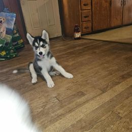 Siberian Husky Puppies from Jackson's Siberians
