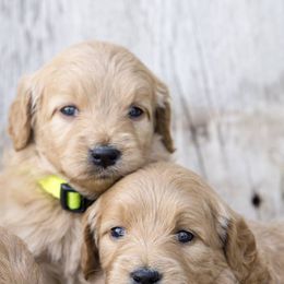Goldendoodles from Sorenson Goldendoodles
