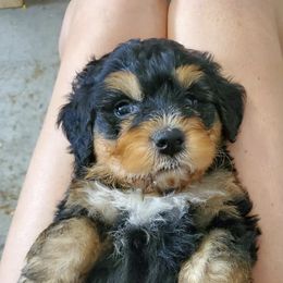 Bernedoodles from Bailey's Bernedoodles