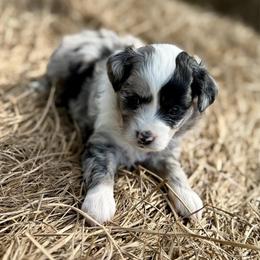 Yellow collar toy - Blue merle female Aussiedoodle puppy in 32046, Florida from River Hill Ranch