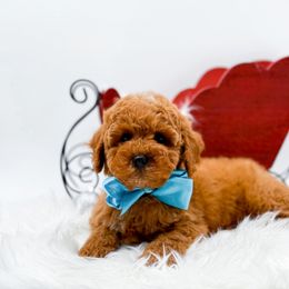 Elfie - Red  male Goldendoodle puppy in North Carolina from NC Doodle Puppies