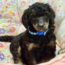 Blue - Phantom male Poodle puppy in Simms, Texas from Donna’s Aussies & Pink Heart Poodles