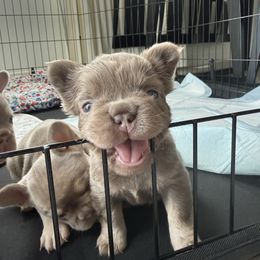 Rose - Cream female French Bulldog puppy in Saratoga Springs, Utah from Your Utah Frenchie
