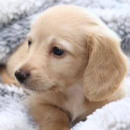 Boots - Cream male Dachshund puppy in Cypress, Texas from Cypress Dachshunds