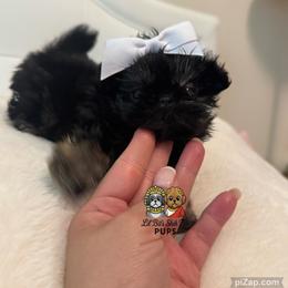 Winnie - Black and tan female Shih Tzu puppy in Walkertown, North Carolina from Lil’ Bit’s Shih Tzu