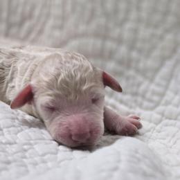 Shilo - Cream female Poodle puppy in Conroe, Texas from Pear house farm
