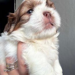 Leia - Brindle and white female Shih Tzu puppy in Azusa, California from RJ Shih Tzu lover