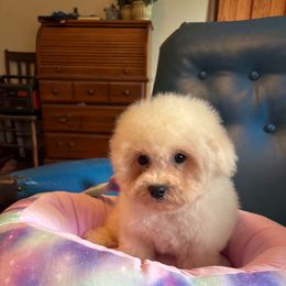 Blue - White male Bichon Frise puppy in Danville, Illinois from Whitecreek