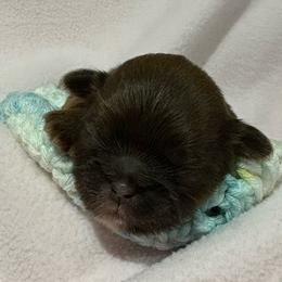 Claire - Liver female Shih Tzu puppy in League City, Texas from Mosley Shih Tzu