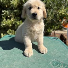 Golden Retriever Puppies from Glimmer Goldens