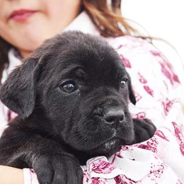 Girl 2 - Black brindle female Cane Corso puppy in Emmett, Idaho from NorthWood’s Cane Corso