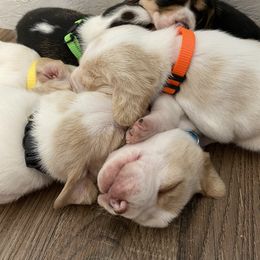 Beagle Puppies from Hales Little Beagle Haven