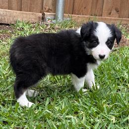 Freya - Black and white female Border Collie puppy in Mckinney, Texas from Border Collies of Ruidoso