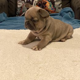 French Bulldog Puppies from Zoey's Dynasty French Bulldogs